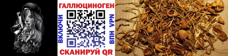 магазин продажи   Бийск  omg ССЫЛКА  Псилоцибиновые грибы мицелий 